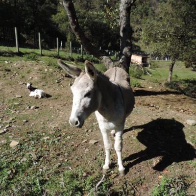 gedeon